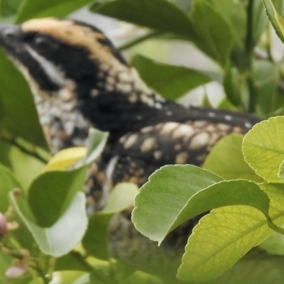 Eudynamys orientalis (Pacific Koel) at Aranda, ACT - 16 Mar 2021 by KMcCue