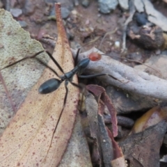 Leptomyrmex erythrocephalus (Spider ant) at Cotter River, ACT - 15 Mar 2021 by Christine
