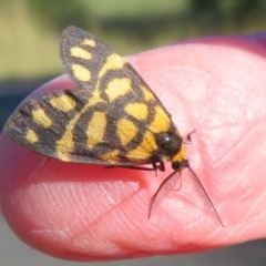 Asura lydia (Lydia Lichen Moth) at Coree, ACT - 15 Mar 2021 by Christine