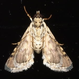 Nacoleia mesochlora at Ainslie, ACT - 15 Mar 2021 09:00 PM