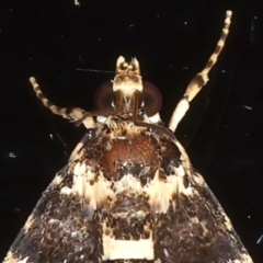 Nacoleia mesochlora at Ainslie, ACT - 15 Mar 2021