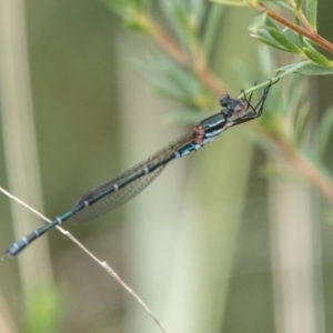 Austrolestes psyche at Paddys River, ACT - 17 Mar 2021