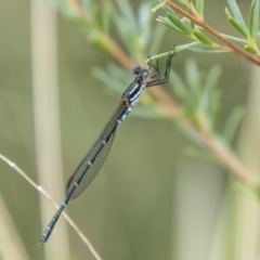 Austrolestes psyche at Paddys River, ACT - 17 Mar 2021