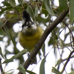 Falcunculus frontatus at Paddys River, ACT - 17 Mar 2021