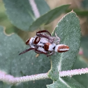 Opisthoncus sp. (genus) at Murrumbateman, NSW - 21 Feb 2021