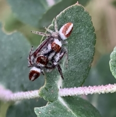 Opisthoncus sp. (genus) at Murrumbateman, NSW - 21 Feb 2021