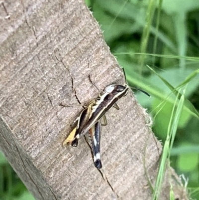 Macrotona securiformis (Inland Macrotona) at Murrumbateman, NSW - 19 Feb 2021 by SimoneC