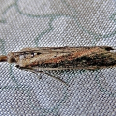 Faveria tritalis (Couchgrass Webworm) at Crooked Corner, NSW - 21 Feb 2010 by Milly