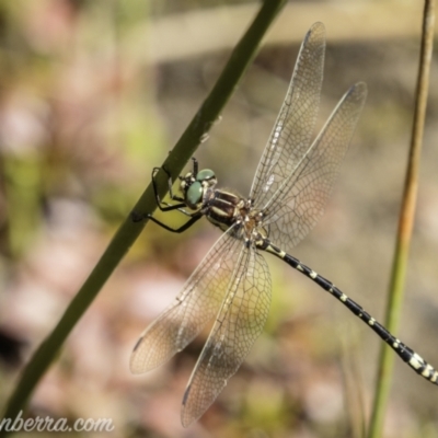 Eusynthemis virgula (Golden Tigertail) at Brindabella, NSW - 6 Mar 2021 by BIrdsinCanberra