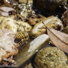 Vespula germanica (German Yellowjacket Wasp (also known as European Wasp)) at Brindabella, NSW - 6 Mar 2021 by BIrdsinCanberra