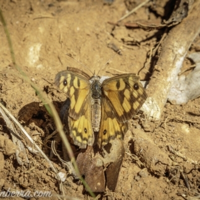 Geitoneura klugii (Marbled Xenica) at Goobarragandra, NSW - 6 Mar 2021 by BIrdsinCanberra