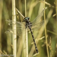 Eusynthemis guttata (Southern Tigertail) at Kosciuszko National Park - 6 Mar 2021 by BIrdsinCanberra