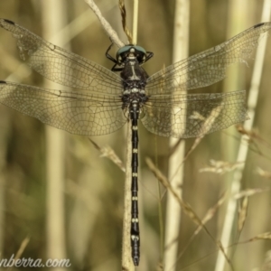 Eusynthemis guttata at Bimberi, NSW - 6 Mar 2021