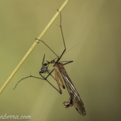 Harpobittacus australis (Hangingfly) at Bimberi, NSW - 6 Mar 2021 by JonSteinbeck