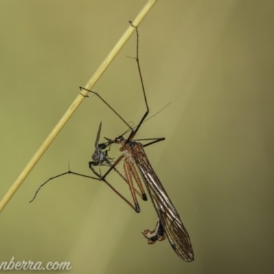 Harpobittacus australis (Hangingfly) at Bimberi, NSW - 6 Mar 2021 by BIrdsinCanberra