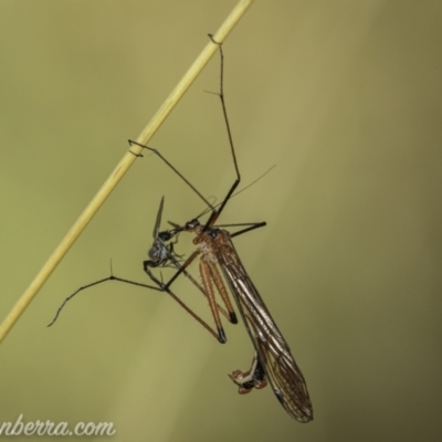 Harpobittacus australis (Hangingfly) at Bimberi, NSW - 6 Mar 2021 by JonSteinbeck