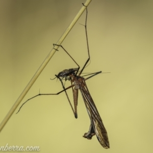 Harpobittacus australis at Bimberi, NSW - 6 Mar 2021