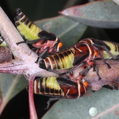 Eurymeloides punctata (Gumtree hopper) at Ainslie, ACT - 15 Mar 2021 by jb2602