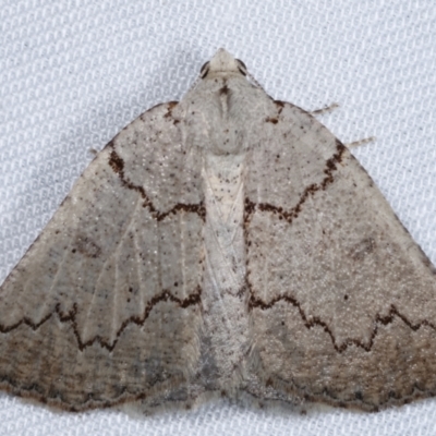 Amelora goniota (Flecked Cape-moth) at Tidbinbilla Nature Reserve - 12 Mar 2021 by kasiaaus