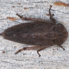 Stenocotis depressa at Majura, ACT - 15 Mar 2021 by jb2602