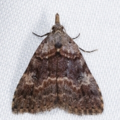 Alapadna pauropis (Variable Spot-wing) at Paddys River, ACT - 12 Mar 2021 by kasiaaus