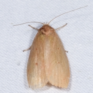 Oecophoridae (family) at Paddys River, ACT - 12 Mar 2021