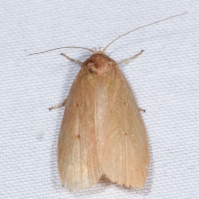 Oecophoridae (family) (Unidentified Oecophorid concealer moth) at Paddys River, ACT - 12 Mar 2021 by kasiaaus