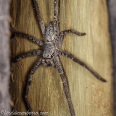 Isopeda canberrana (Canberra Huntsman Spider) at Bimberi, NSW - 6 Mar 2021 by BIrdsinCanberra