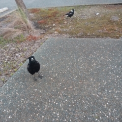 Gymnorhina tibicen (Australian Magpie) at Gungahlin, ACT - 1 Oct 2020 by smidgy