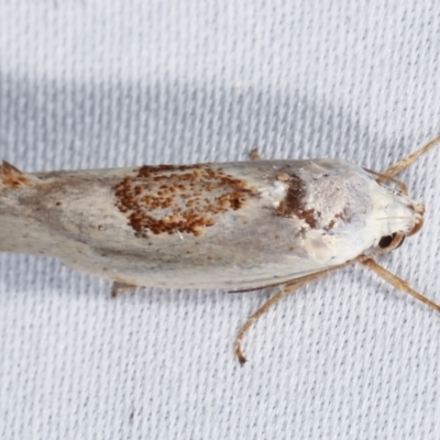 Tymbophora peltastis (A Xyloryctid moth (Xyloryctidae)) at Paddys River, ACT - 12 Mar 2021 by kasiaaus