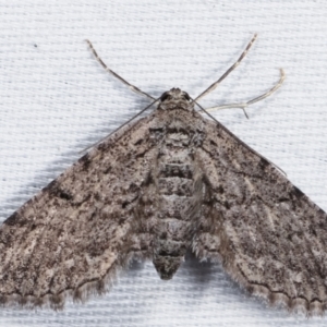 Psilosticha pristis at Paddys River, ACT - 12 Mar 2021