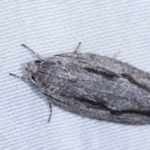 Agriophara platyscia at Paddys River, ACT - 12 Mar 2021