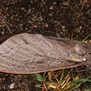 Abantiades (genus) at Paddys River, ACT - 12 Mar 2021