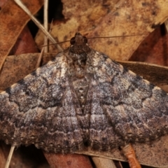 Diatenes aglossoides (An Erebid Moth) at Paddys River, ACT - 12 Mar 2021 by kasiaaus