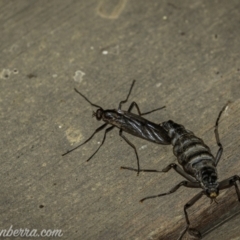 Boreoides subulatus (Wingless Soldier Fly) at Kosciuszko National Park - 6 Mar 2021 by BIrdsinCanberra