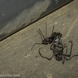 Boreoides subulatus at Cooleman, NSW - 7 Mar 2021