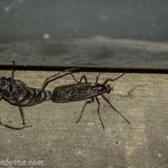 Boreoides subulatus at Cooleman, NSW - 7 Mar 2021