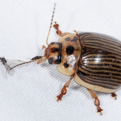 Paropsisterna intacta (Eucalyptus Leaf Beetle) at Paddys River, ACT - 12 Mar 2021 by kasiaaus
