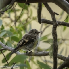 Petroica rosea at Kosciuszko National Park - 7 Mar 2021 by BIrdsinCanberra