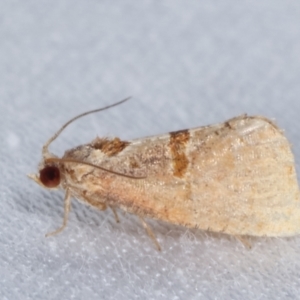 Glyphidoptera insignana at Paddys River, ACT - 12 Mar 2021