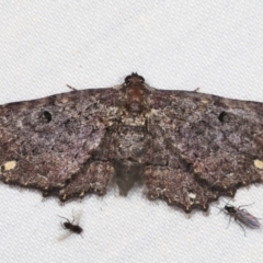 Eccymatoge fulvida (A geometer moth) at Paddys River, ACT - 12 Mar 2021 by kasiaaus