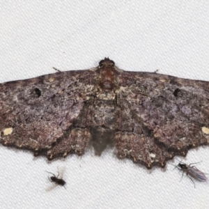 Eccymatoge fulvida at Paddys River, ACT - 12 Mar 2021 10:24 PM