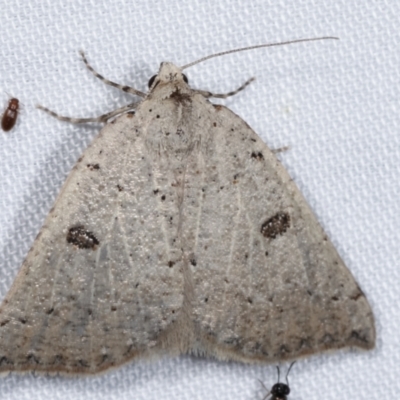 Amelora demistis (Pointed Cape-moth) at Tidbinbilla Nature Reserve - 12 Mar 2021 by kasiaaus