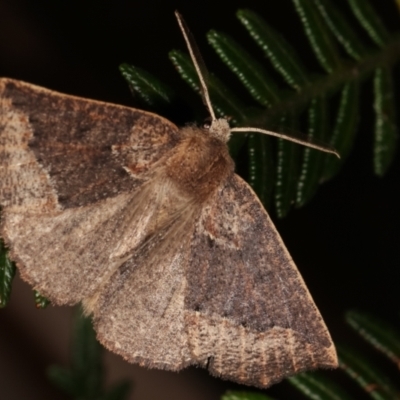 Amelora camptodes (Hooked Cape-moth) at Paddys River, ACT - 12 Mar 2021 by kasiaaus