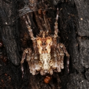 Stephanopis sp. (genus) at Paddys River, ACT - 12 Mar 2021 10:27 PM