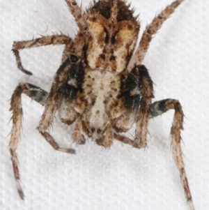 Stephanopis sp. (genus) at Paddys River, ACT - 12 Mar 2021 10:27 PM