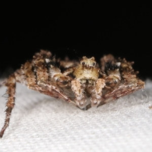 Stephanopis sp. (genus) at Paddys River, ACT - 12 Mar 2021 10:27 PM