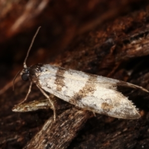 Lepidoscia characota at Paddys River, ACT - suppressed