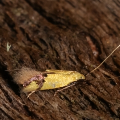 Opogona stereodyta (Tineid moth) at Paddys River, ACT - 12 Mar 2021 by kasiaaus