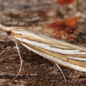 Hednota species near grammellus at Paddys River, ACT - 12 Mar 2021